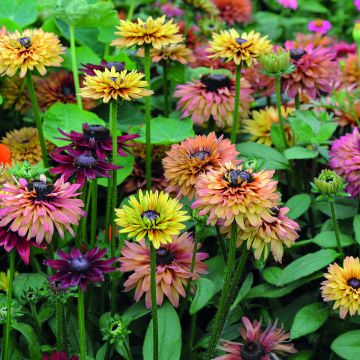 Rudbeckia Caramel Mixed em sementes