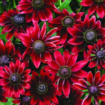 Rudbeckia hirta Cherry Brandy em sementes