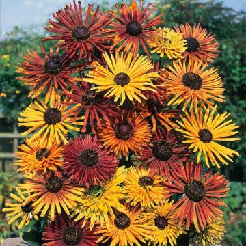 Rudbeckia hirta Chim Chiminee em sementes
