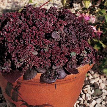 Sedum ussuriense Turkish Delight em sementes