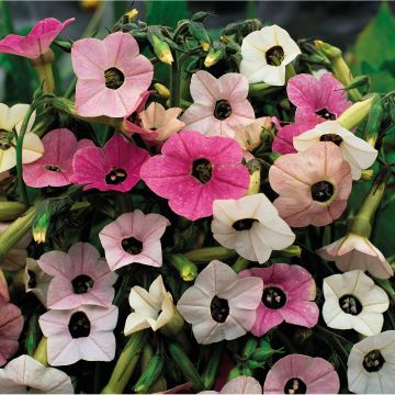 Nicotiana mutabilis Marshmallow em sementes
