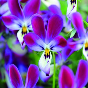 Amor-perfeito Bunny Ears em sementes - Viola x wittrockiana