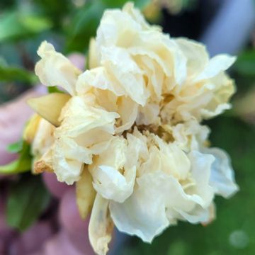 Romãzeira Alba Plena