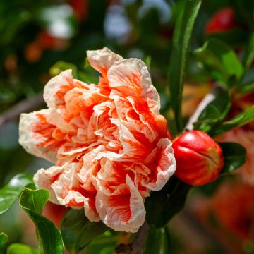 Romãzeira California Sunset