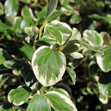 Griselínia Bantry Bay