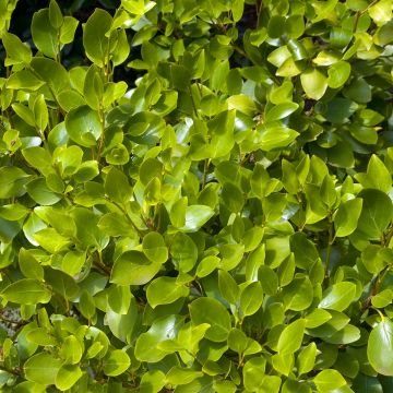 Griselinia littoralis