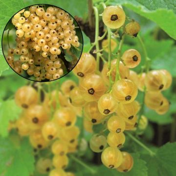 Groselheira-vermelha Blanka Bio - Ribes rubrum
