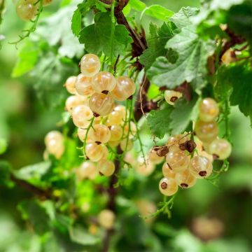 Groselheira-branca Witte Parel - Ribes rubrum