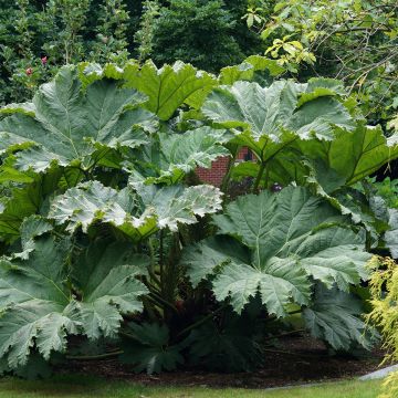 Gunnera manicata