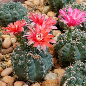 Gymnocalycium baldianum - Cacto