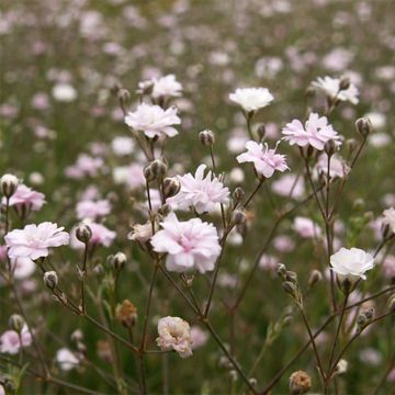 Gypsophila repens Rosa Schönheit