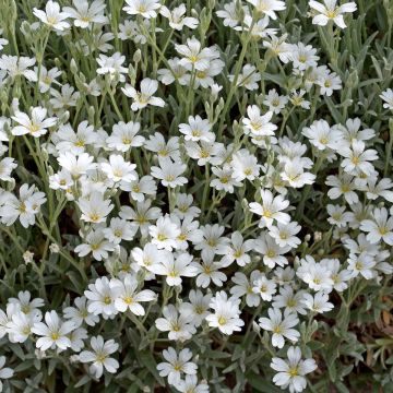 Gypsophila repens Alba Gypsophila repens Alba