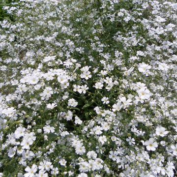 Gypsophila elegans Covent Garden em sementes