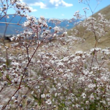 Gypsophila paniculata Schneeflocke