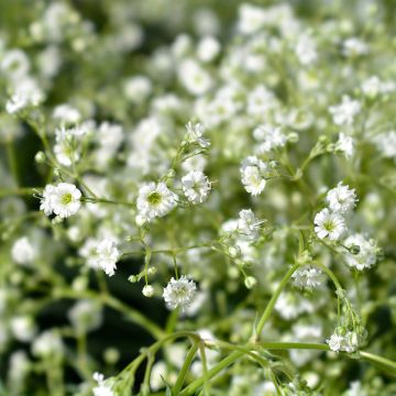 Gypsophila paniculata Snow Flake
