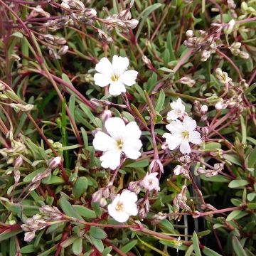 Gypsophila repens Dubia