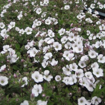 Gypsophila cerastioides