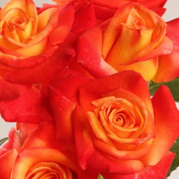 Roseira de flor grande Henryane de Chaponay