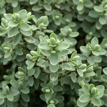 Hebe carnosula - Verónica-arbustiva