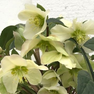 Helleborus ericsmithii Scrat Ice