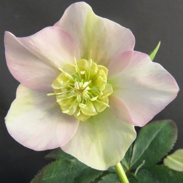 Helleborus orientalis Grace Elizabeth Helleborus orientalis Grace Elizabeth