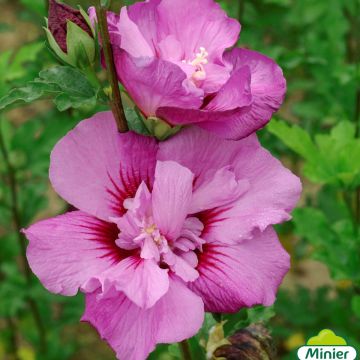 Hibisco-da-síria Eruption - Hibiscus syriacus