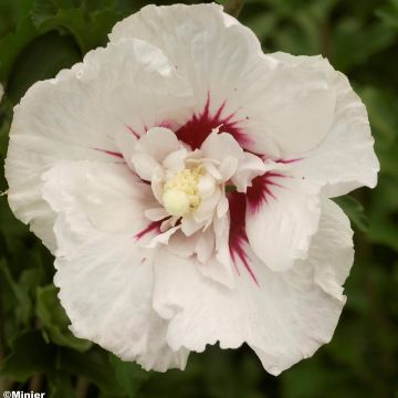 Hibisco-da-síria French Point - Hibiscus syriacus