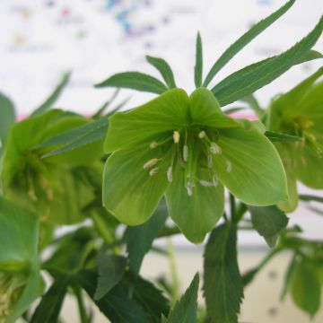 Helleborus dumetorum