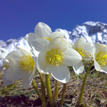 Helleborus niger Maximus