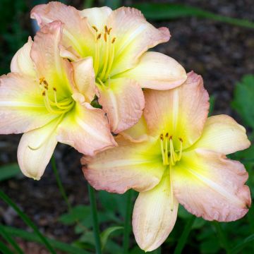 Hemerocallis Amy Stewart
