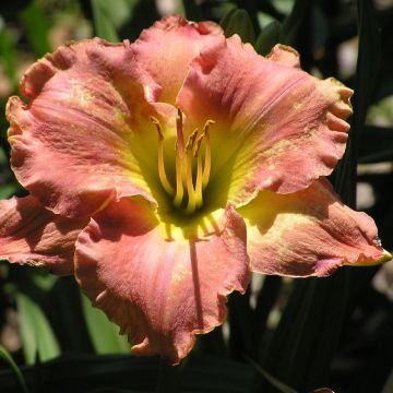 Hemerocallis Awash with Color