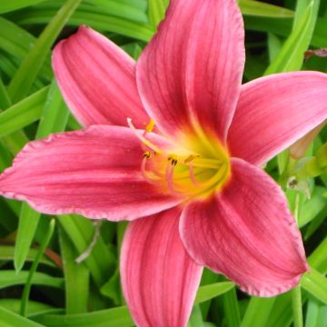 Hemerocallis Baby Betsy