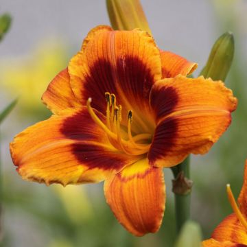 Hemerocallis Bandit Man