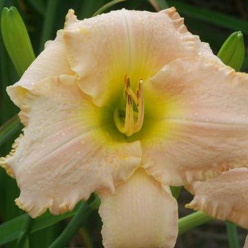 Hemerocallis Bel Air Dawn
