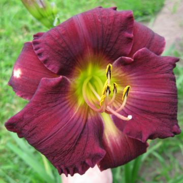 Hemerocallis Bela Lugosi
