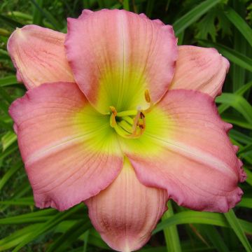 Hemerocallis Ben Norvell