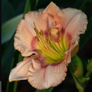 Hemerocallis Bette Davis Eyes