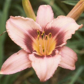 Hemerocallis Bishop Crest
