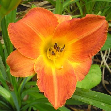 Hemerocallis Bittersweet Holiday