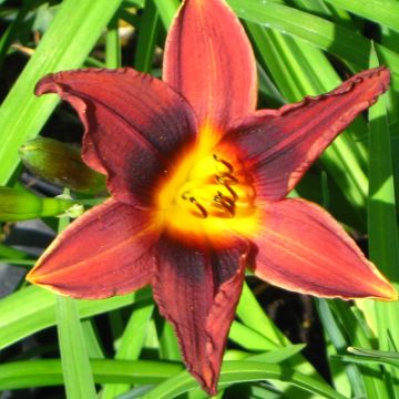 Hemerocallis Black Prince