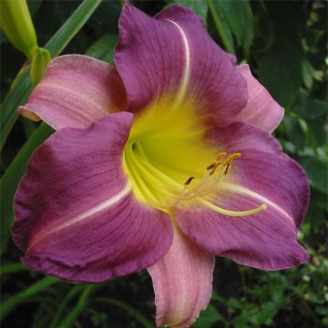 Hemerocallis Blue Sheen