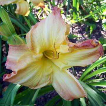 Hemerocallis Boom Town