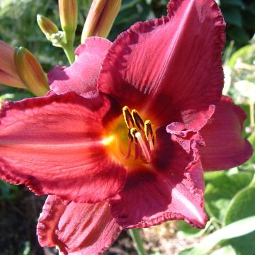 Hemerocallis Byzantine Emperor