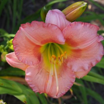 Hemerocallis Chorus Line