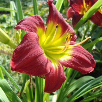 Hemerocallis Christmas Is