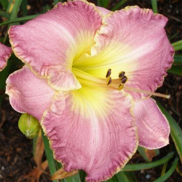 Hemerocallis Clothed in Glory