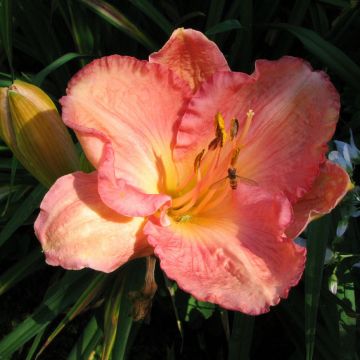 Hemerocallis Dancing Shiva