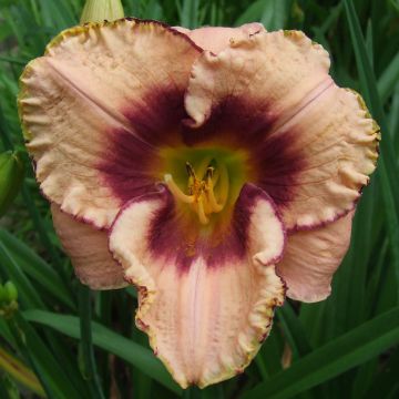Hemerocallis Daring Dilemma