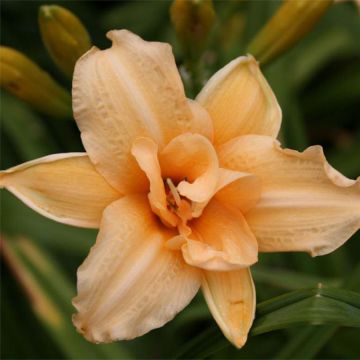 Hemerocallis Double Entendre