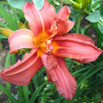 Hemerocallis Double Glamour